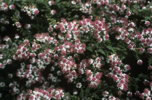 White And Purple Flowers Drucke: Calico aster (Aster Horizontalis )