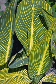 Exotic Houseplants For Sale Drucke: Calla sp