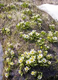 Mountain Meadow Flowers Drucke: Caltha leptosepala