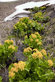 Yellow Marsh Marigold Drucke: Caltha palustris subsp. polypetala