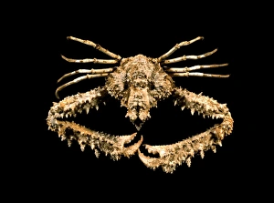 Indonesian Marine Life Drucke: Calthrop crab