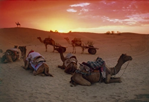Desert Sunset Drucke: Camel caravan settling down for the night