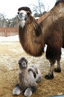 Bactrian Camel Drucke: Camel and colt