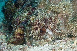 Coral Reef Marine Life Drucke: Camouflaged reef octopus