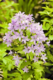 Perennial Flowering Plants Drucke: Campanula lactiflora
