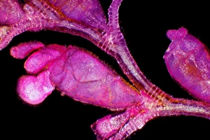 Polarised Light Microscopy Drucke: Campanularia hydrozoan, light micrograph