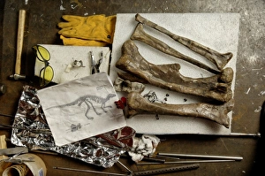 Plant Eating Dinosaurs Drucke: Camptosaurus bones
