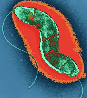 Transmission Electron Microscopy (TEM) Drucke: Campylobacter bacterium, TEM