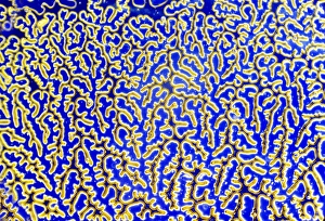 Drucke von Kanada-Balsam. Lichtmikroskopische Abbildung von Kanada Balsam, der auf einem Mikrooptikglas trocknet und eine netzartige oder retikuläre Musterbildung bildet Bilder Datiert 2005 Dezember: Kanada-Salbei