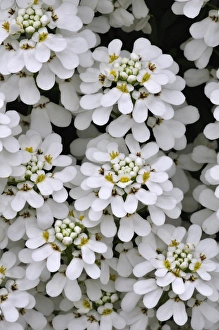 UK Wildflowers Drucke: Candytuft (Iberis sempervirens)