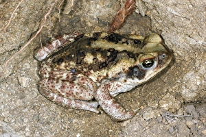South America Amphibians Drucke: Cane toad, Ecuador C013 / 8860