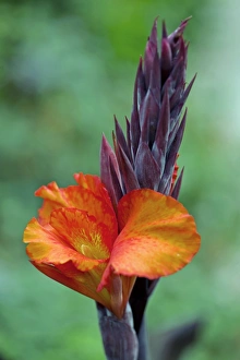 Tropical Flower Drucke: Canna sp