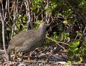 Cape Francolin Drucke: Cape francolin