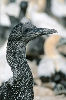 Drucke von Der Kapschäferchen (Morus capensis). Ein Paar Kapschäfers produziert ein einzelnes Ei. Sobald das Gelege ausbrütet, ist der Schäferchen schwarz und wiegt nur 70 Gramm Bilder Datiert 2006 November: Kapverwirblerkleinchen