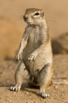 Southern Africa Wildlife Drucke: Cape ground squirrel