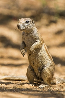 Ground Squirrel Behavior Drucke: Cape ground squirrel C016 / 4774