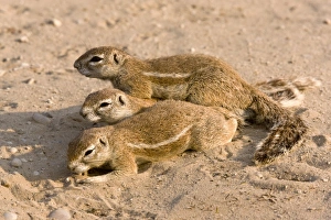South African Savannah Animals Drucke: Cape ground squirrels