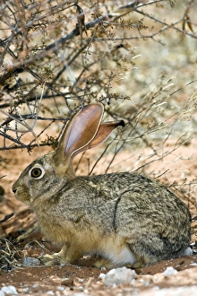 Drucke von Känguru (Lepus capensis) schützt sich unter einem Busch. Kapkänguruh sind über ganz Afrika verbreitet und haben sich auch zu vielen Teilen Europas, des Nahen Ostens und Asiens ausgebreitet Bilder Datiert 2009 September: Cape hare