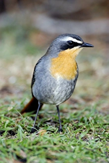 De Hoop Nature Reserve Drucke: Cape robin-chat