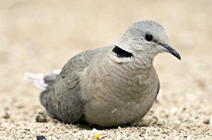 Kapenturteldove