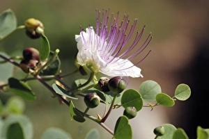 Capparis Spinosa Drucke: Caper flower and buds
