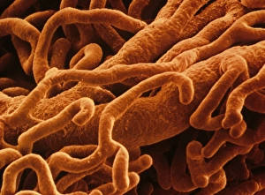 False Coloured SEM Images Drucke: Capillaries, SEM