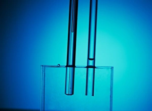 Drucke von Der kapilläre Wasserverhalten in Glasröhren. Dies zeigt Wasser im schmalen Glasrohr ansteigen gegenüber einem breiteren Glasrohr Bilder Datiert 2005 September: Kapillarwasserbewegung