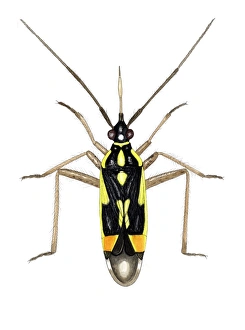 Drucke von Kapselknäcker (Calocoris sexguttatus), Kunstwerk.Dieses Pflanzenkafers ist zwischen 5,6 und 7,6 mm lang.Mittels der heutigen Art wird er häufig auf Netzlappen gefunden Bilder Datiert 2006 Februar: Kapside-Blume