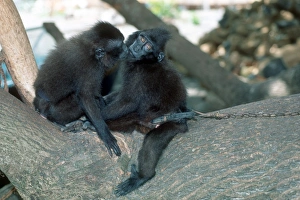 Endangered Primate Species Drucke: Captive crested black macaques