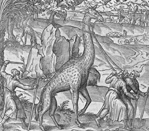 Andre Thevet Artwork Drucke: Captive giraffe, 16th century