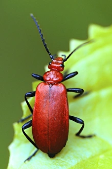Bilder Datiert 19. März 2013: Kardinalkäfer auf einer Blätter