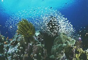Tropical Ocean Wildlife Photos Drucke: Cardinal fish over reef