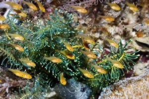 Coral Reef Ecosystem Photos Drucke: Cardinalfish