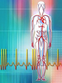Human Cardiovascular System Drucke: Cardiovascular system