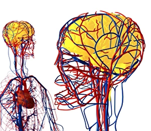 Blood Vessel Anatomy Drucke: Cardiovascular system and brain, artwork