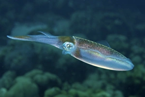Caribbean Reef Squid Drucke: Caribbean reef squid