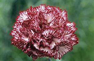 Flower Photography Drucke: Carnation flower