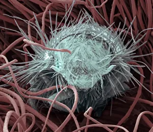 SEM Images Of Insects Drucke: Carpet beetle larva, SEM