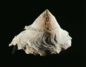 Marine Gastropod Mollusc Drucke: Carrier shell C019 / 1374