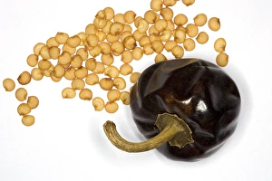 Capsicum Annuum Drucke: Cascabel chilli, fruit and seeds