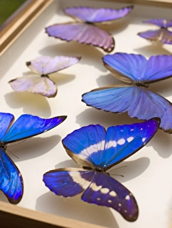 Fall der Blaumorphoschmetterlinge