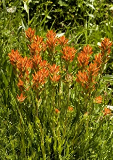 Native American Plants Drucke: Castilleja miniata