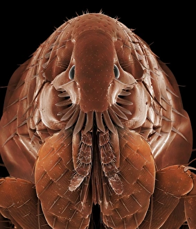 Drucke von Katenebelkopf. Farbige Rastertunnelmikroskopie (SEM) des Kopfes der Katzenflöte (Ctenocephalides felis). Sichtbar sind die Augen (rot) an jeder Seite seines Köpfers Bilder Datiert 2012 Oktober: Katenschwanzkopf, SEM C014/4842