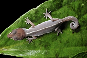 Drucke von Katzegeckohund (Aeluroscalabotes felinus) auf einer Blätter. Fotografiert im Gunung-Mulu-Nationalpark in der malaysischen Provinz Sarawak, dem beringen Teil des Inseln Borneo Bilder Datiert 2011 September: Katzengecko