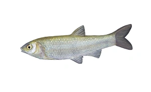 Aquatic Wildlife Art Drucke: Catalan chubb, artwork C016 / 3205