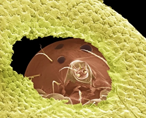 Käferwurm, SEM