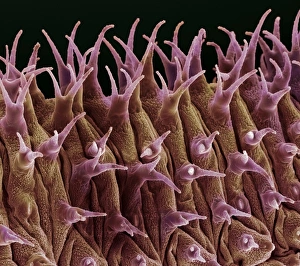 Coloured SEM Images Of Insects Drucke: Caterpillar spines, SEM