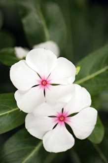 Madagascar Periwinkle Drucke: Catharanthus roseus