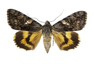 Katzenkalb-Komplize Moth C016 / 2103