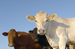 Cattle Breeds Drucke: Cattle